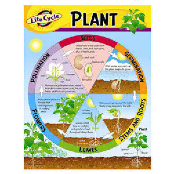 Life Cycle Of A Plant Poster Life Cycle Of A Plant Poster