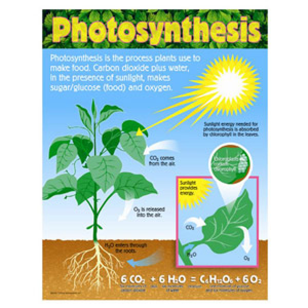 Photosynthesis Poster Photosynthesis Poster