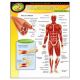 Muscular System Poster