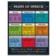 Parts of Speech Poster
