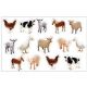 Farm Animals: Photographic Shape Stickers