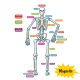 Human Skeleton Magnetic Accents